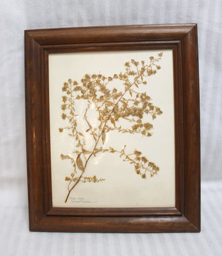 Vintage 1992 - Framed Pressed Dried Botanical - Chris Hansen (Botanist)