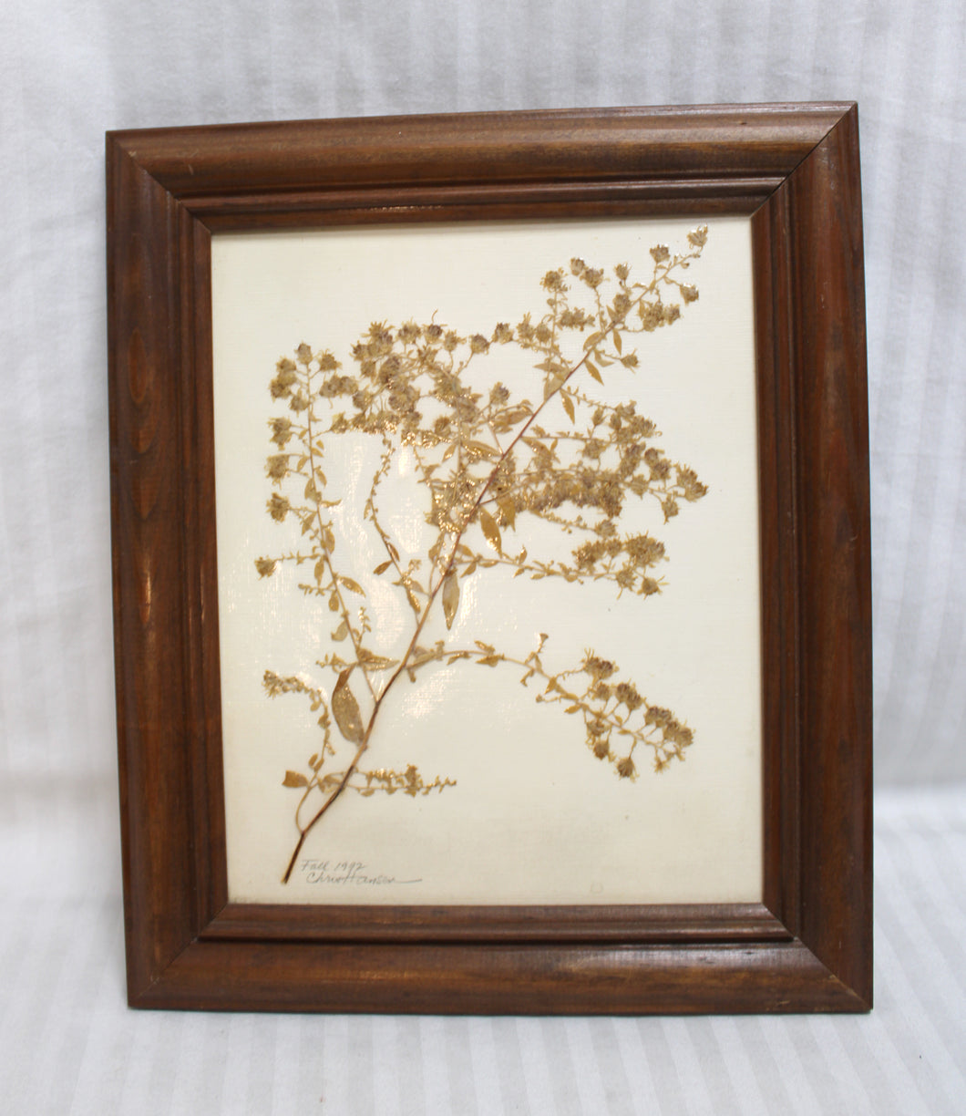 Vintage 1992 - Framed Pressed Dried Botanical - Chris Hansen (Botanist)