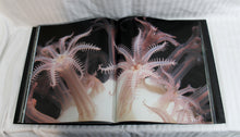 Load image into Gallery viewer, The Deep, The Extraordinary Creatures of the Abyss - Claire Nouvian - 2007 - Hardback Book